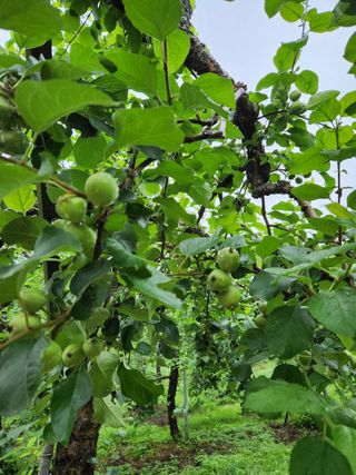 삼일 농장(거창)님의 금쪽같은 내 작물 자랑하기 · 참여 작성글 사진