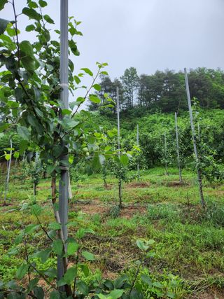 삼일 농장(거창)님의 금쪽같은 내 작물 자랑하기 · 참여 작성글 사진
