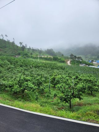 삼일 농장(거창)님의 금쪽같은 내 작물 자랑하기 · 참여 작성글 사진