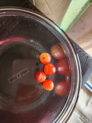 삼일 농장(거창)님의 금쪽같은 내 작물 자랑하기 · 참여 작성글 사진