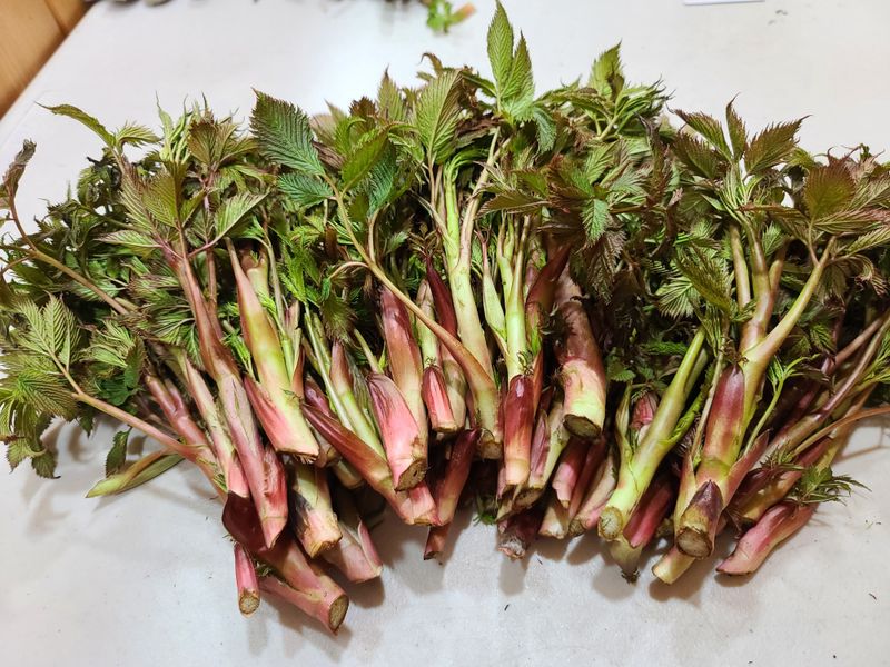 홍천산채농원 조원영님의 장터 판매 상품 [눈개승마 모종] 첨부 사진