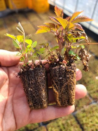 홍천산채농원 조원영님의 작성글 사진