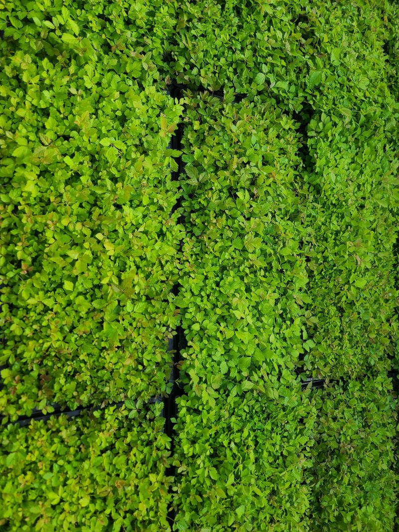 홍천산채농원님의 장터 판매 상품 [눈개승마 모종(1년근)예약판매] 첨부 사진