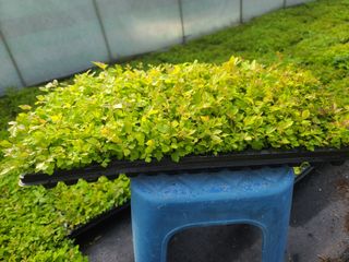 홍천산채농원님의 작성글 사진