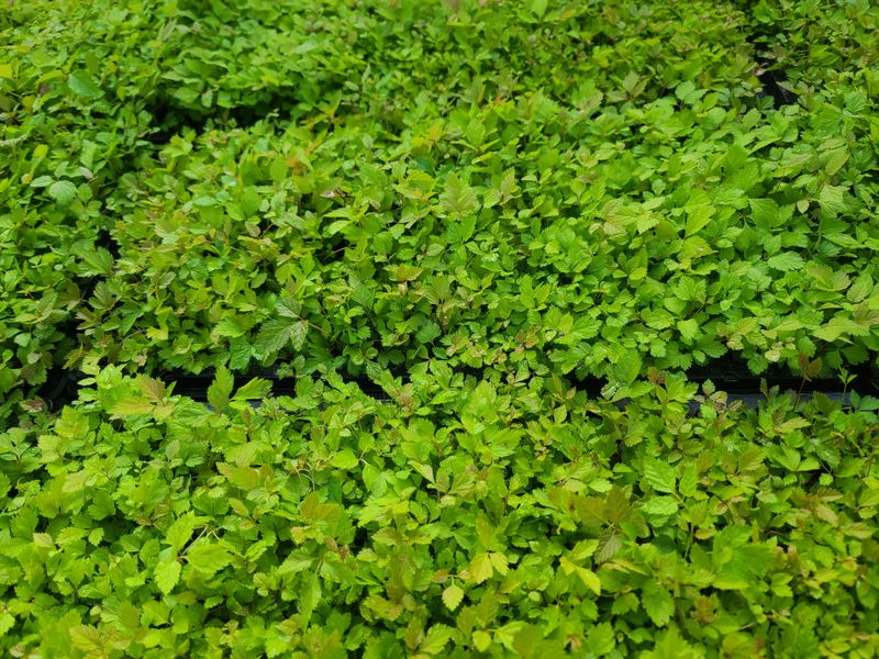 홍천산채농원님의 장터 판매 상품 [눈개승마 모종(1년근)예약판매] 첨부 사진