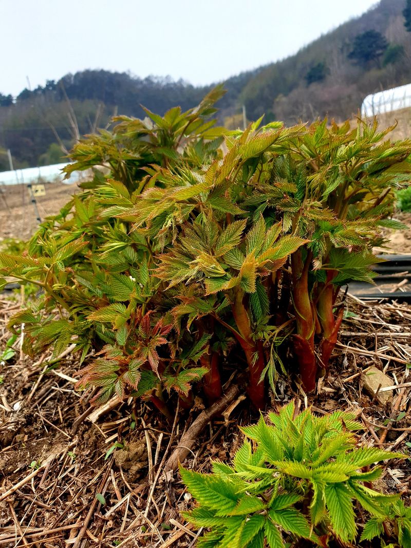 홍천산채농원님의 장터 판매 상품 [눈개승마 모종(1년근)예약판매] 첨부 사진