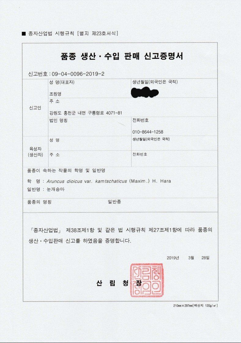 홍천산채농원님의 장터 판매 상품 [눈개승마 모종(1년근)예약판매] 첨부 사진