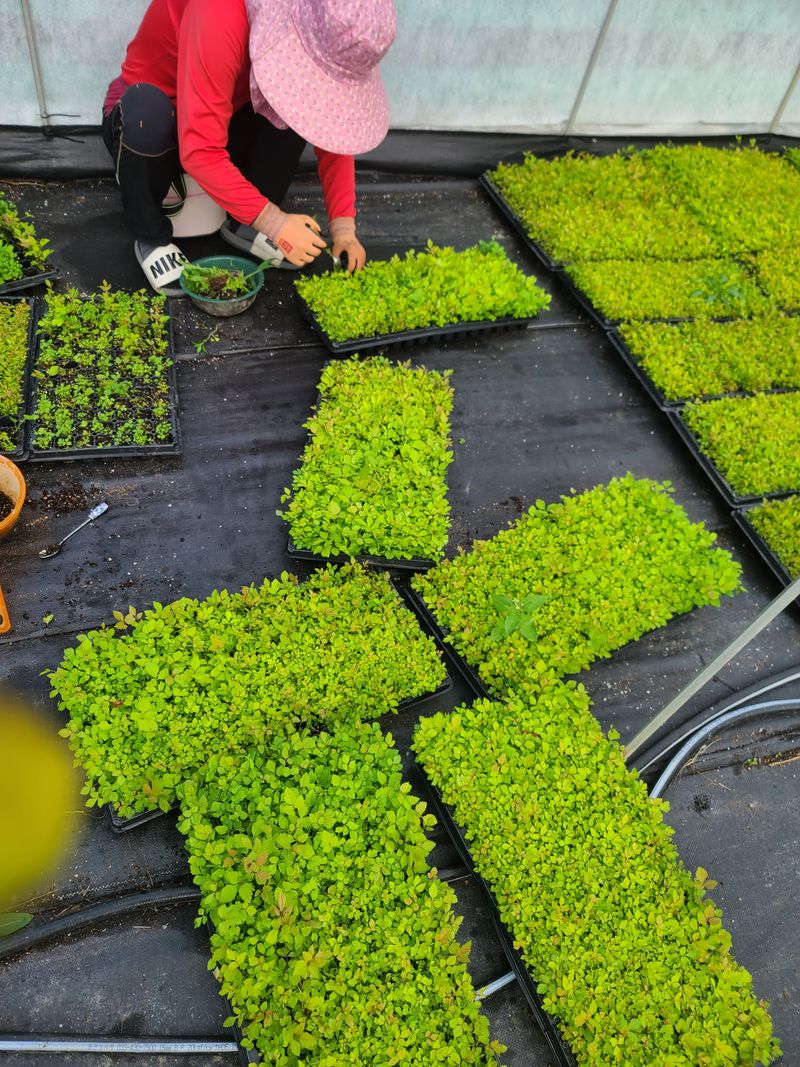 홍천산채농원님의 장터 판매 상품 [눈개승마 모종(1년근)예약판매] 첨부 사진