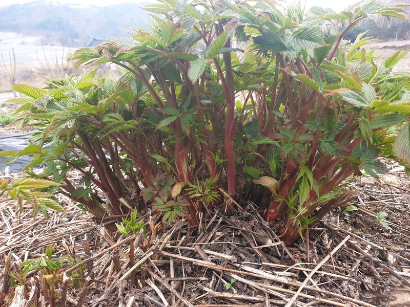 홍천산채농원님의 장터 판매 상품 [눈개승마 모종(1년근)예약판매] 첨부 사진