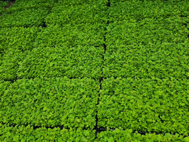 홍천산채농원님의 장터 판매 상품 [눈개승마 모종(1년근)예약판매] 첨부 사진