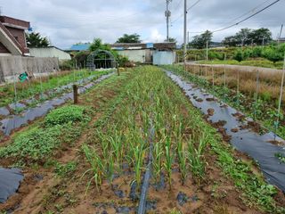 박성호(한복)님의 마늘 · 병해충상담 작성글 사진