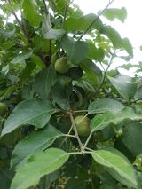 팜모닝 금쪽같은 내 작물 자랑하기·참여 게시글 이미지