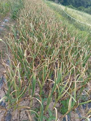 윤성애님의 금쪽같은 내 작물 자랑하기 · 참여 작성글 사진