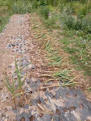 윤성애님의 금쪽같은 내 작물 자랑하기 · 참여 작성글 사진