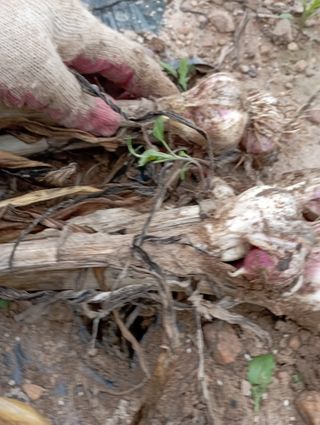 윤성애님의 금쪽같은 내 작물 자랑하기 · 참여 작성글 사진