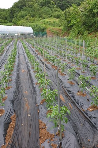 박용현 님의 금쪽같은 내 작물 자랑하기 · 참여 작성글 사진