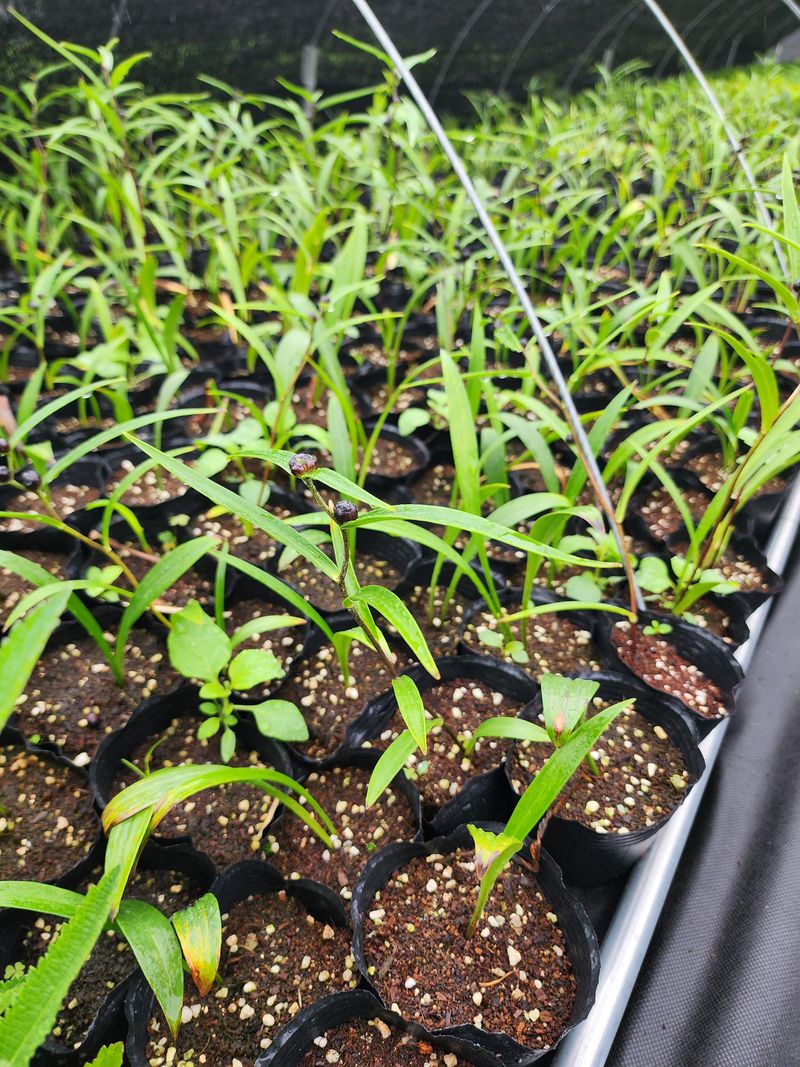 장터 상품 [자생식물. 약용식물. 야생화 모종판매] 썸네일