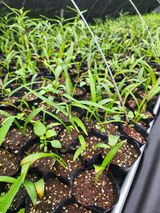 팜모닝 · 게시글 이미지