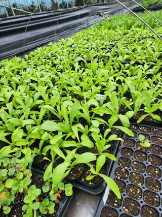 약초원 김종군님의 작성글 사진