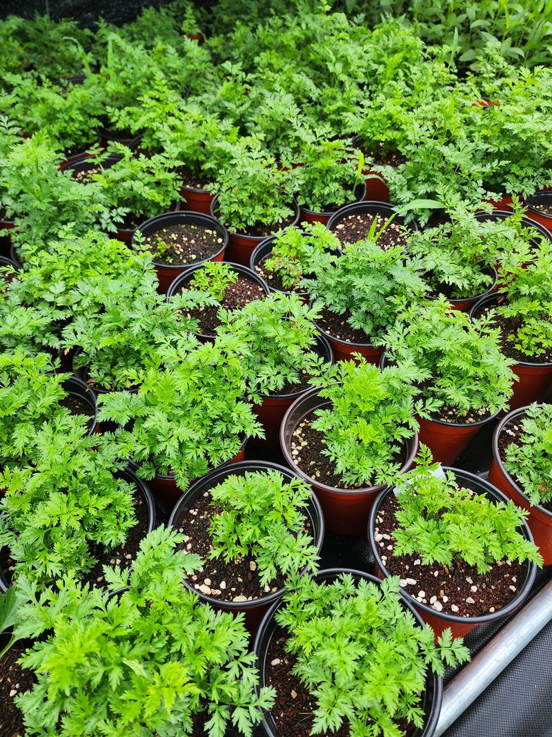 약초원 김종군님의 장터 판매 상품 [자생식물. 약용식물. 야생화 모종판매] 첨부 사진