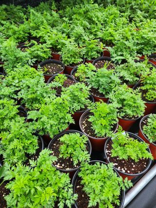 약초원 김종군님의 작성글 사진