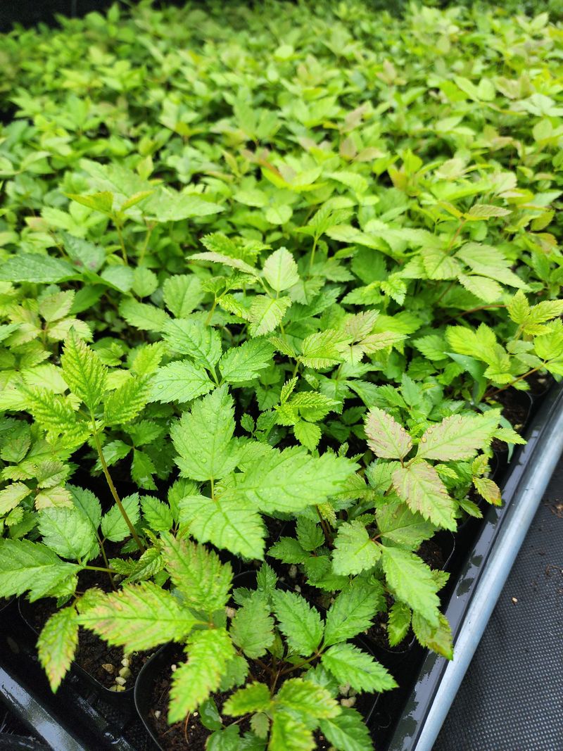 약초원 김종군님의 장터 판매 상품 [자생식물. 약용식물. 야생화 모종판매] 첨부 사진