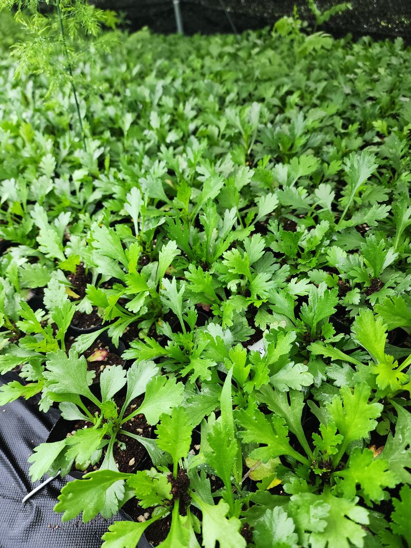 약초원 김종군님의 장터 판매 상품 [자생식물. 약용식물. 야생화 모종판매] 첨부 사진