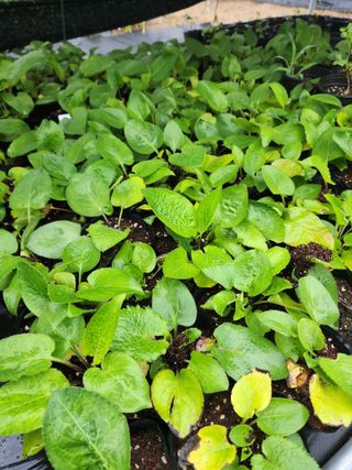 약초원 김종군님의 작성글 사진