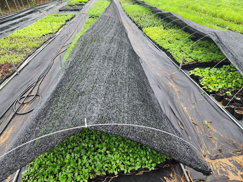 약초원 김종군님의 장터 판매 상품 [자생식물. 약용식물. 야생화 모종판매] 첨부 사진