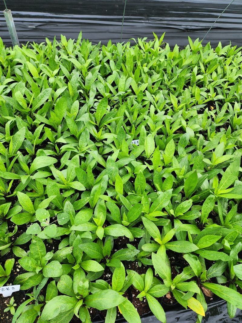 약초원 김종군님의 장터 판매 상품 [자생식물. 약용식물. 야생화 모종판매] 첨부 사진