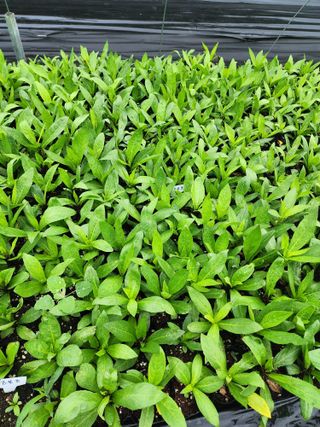 약초원 김종군님의 작성글 사진