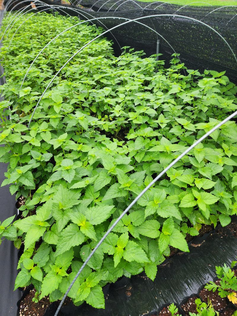 약초원 김종군님의 장터 판매 상품 [자생식물. 약용식물. 야생화 모종판매] 첨부 사진