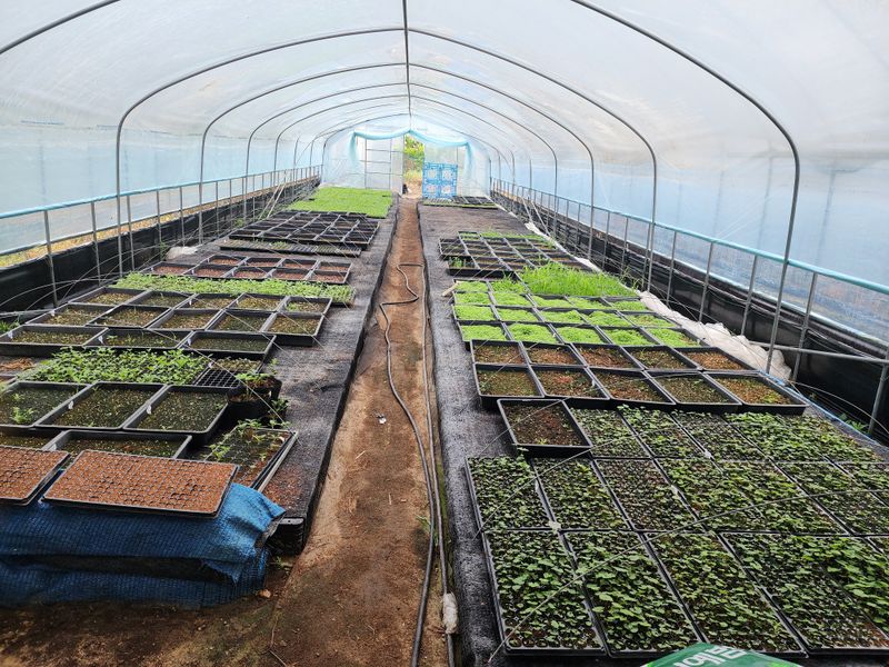 약초원 김종군님의 장터 판매 상품 [자생식물. 약용식물. 야생화 모종판매] 첨부 사진