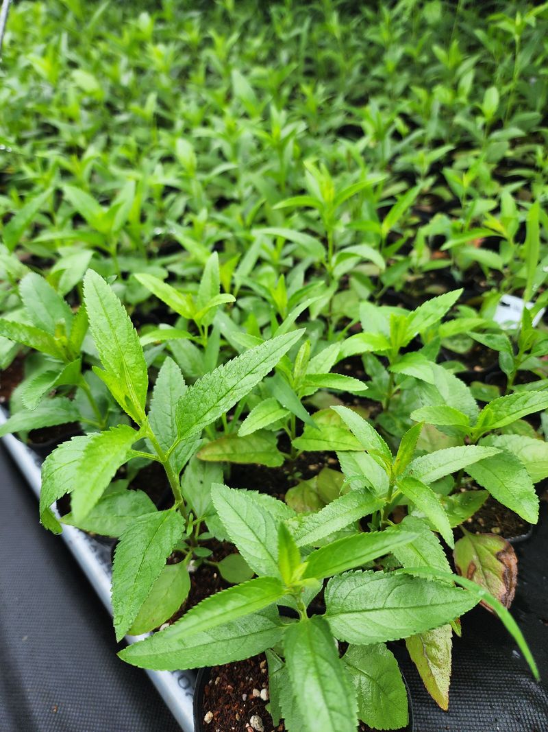 약초원 김종군님의 장터 판매 상품 [자생식물. 약용식물. 야생화 모종판매] 첨부 사진