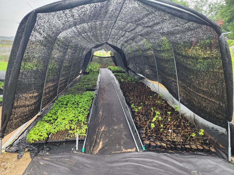 약초원 김종군님의 장터 판매 상품 [자생식물. 약용식물. 야생화 모종판매] 첨부 사진