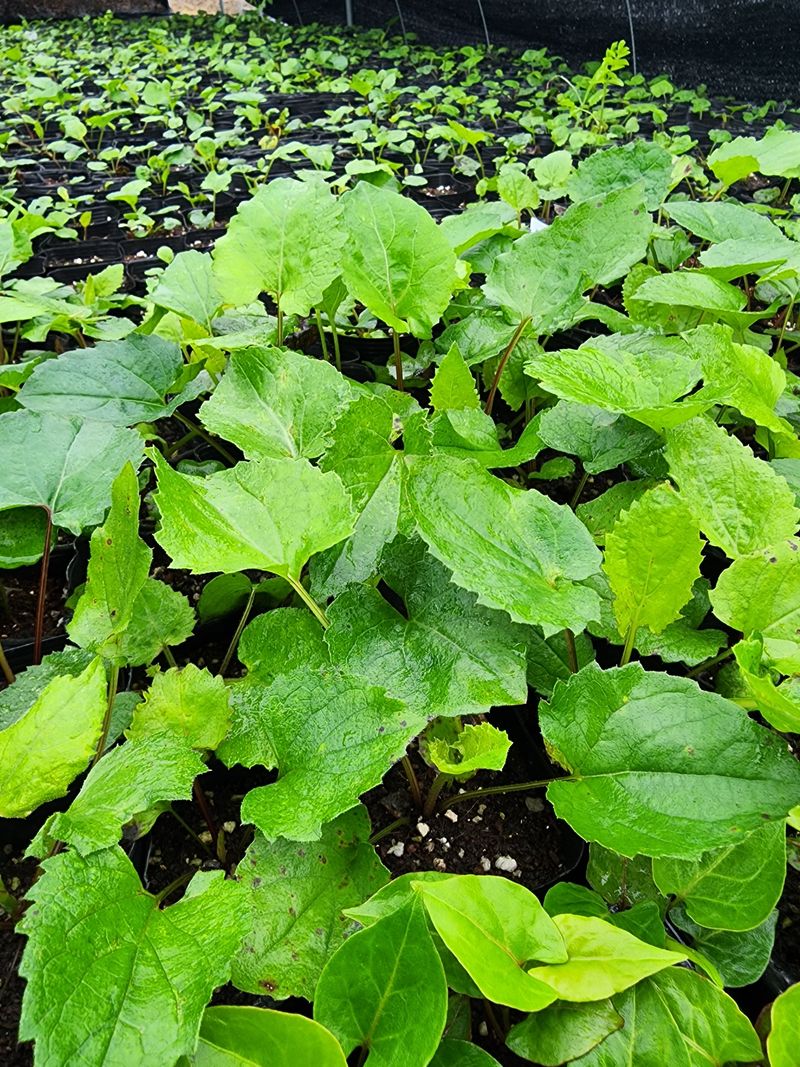 약초원 김종군님의 장터 판매 상품 [자생식물. 약용식물. 야생화 모종판매] 첨부 사진