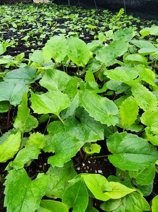 약초원 김종군님의 작성글 사진