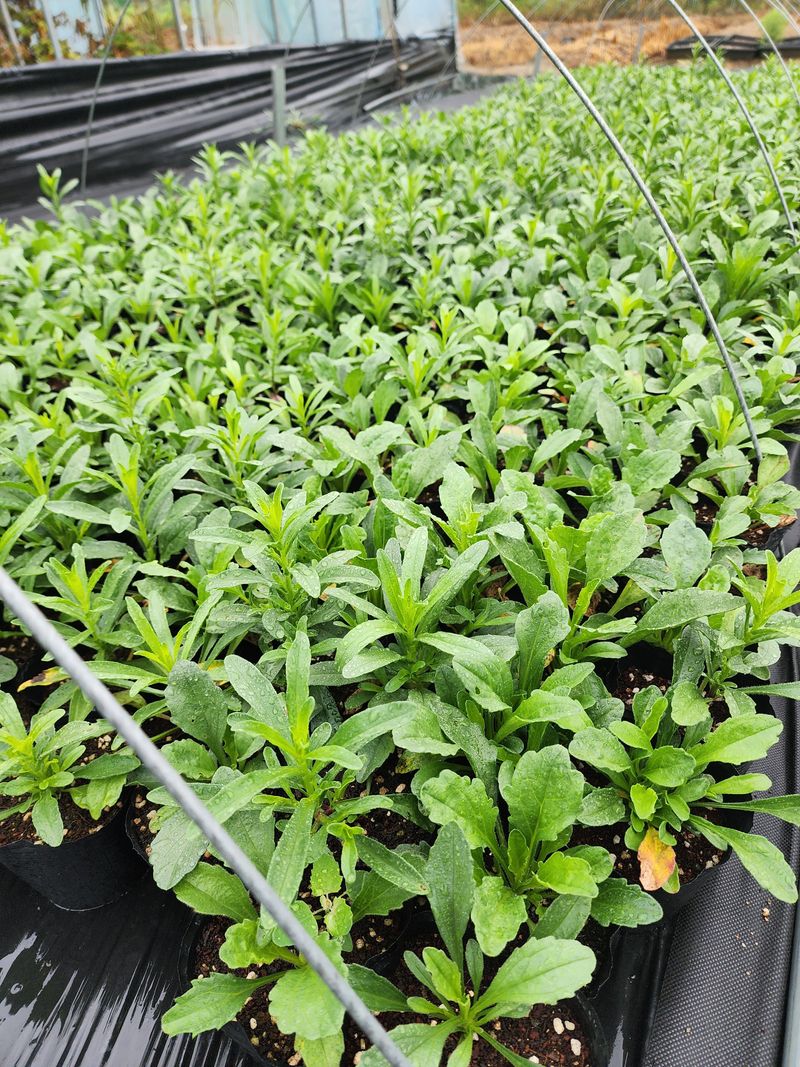 약초원 김종군님의 장터 판매 상품 [자생식물. 약용식물. 야생화 모종판매] 첨부 사진