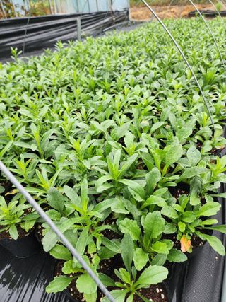 약초원 김종군님의 작성글 사진