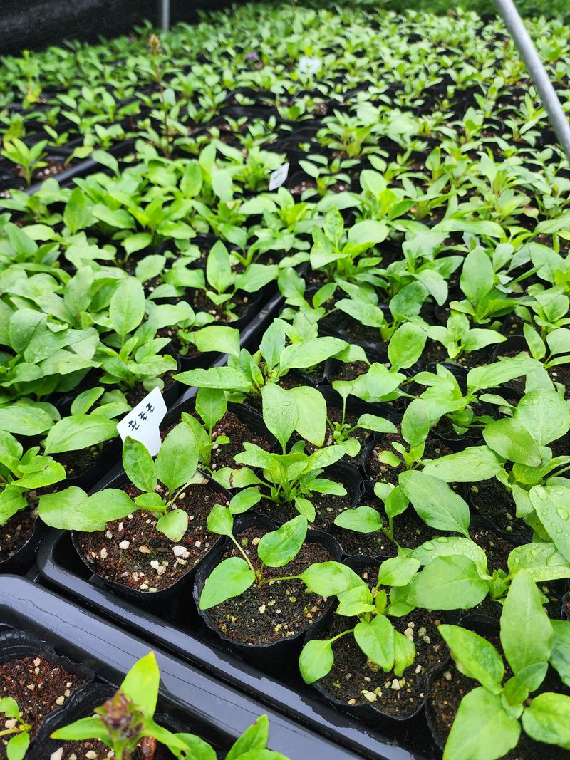 약초원 김종군님의 장터 판매 상품 [자생식물. 약용식물. 야생화 모종판매] 첨부 사진