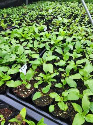 약초원 김종군님의 작성글 사진