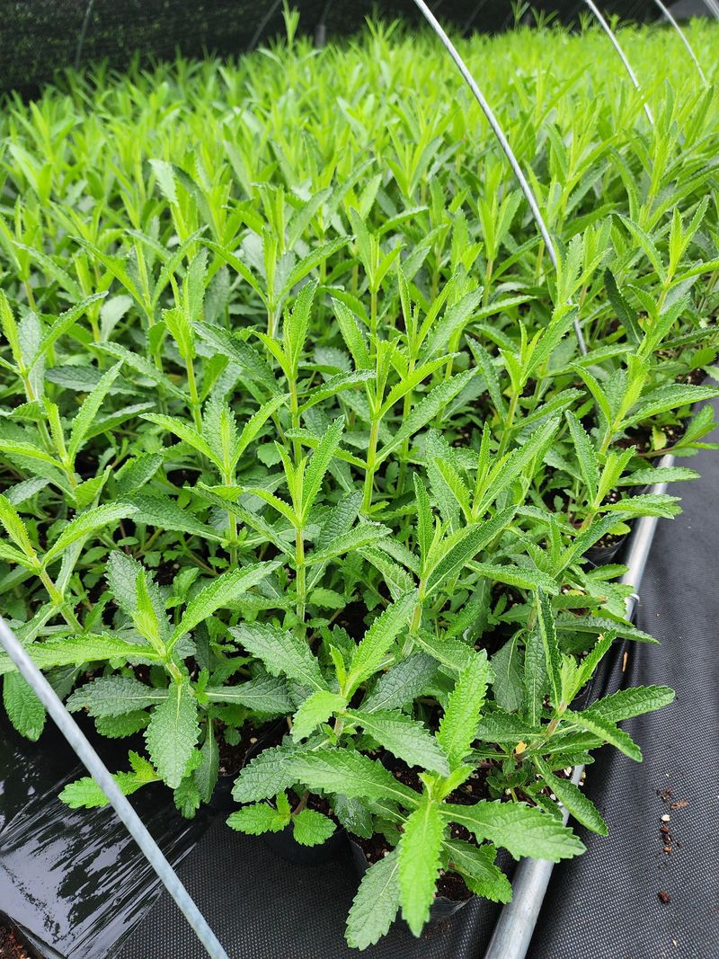 약초원 김종군님의 장터 판매 상품 [자생식물. 약용식물. 야생화 모종판매] 첨부 사진