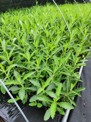 약초원 김종군님의 작성글 사진