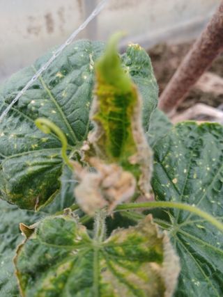 879412님의 오이 · 병해충상담 작성글 사진