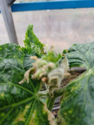 879412님의 오이 · 병해충상담 작성글 사진