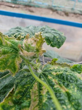 879412님의 오이 · 병해충상담 작성글 사진