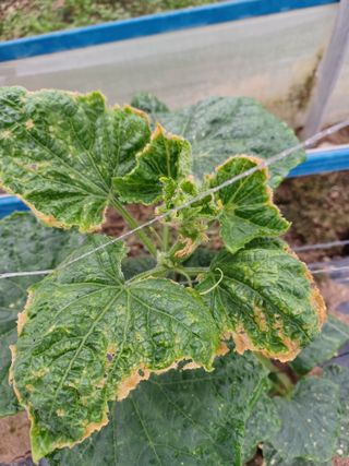 879412님의 오이 · 병해충상담 작성글 사진