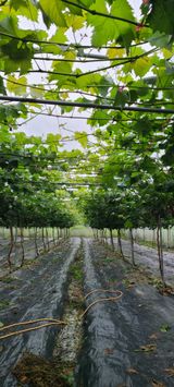 팜모닝 금쪽같은 내 작물 자랑하기·참여 게시글 이미지