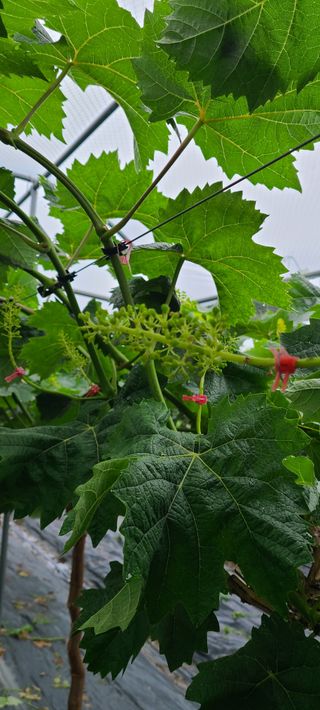 서기열님의 금쪽같은 내 작물 자랑하기 · 참여 작성글 사진