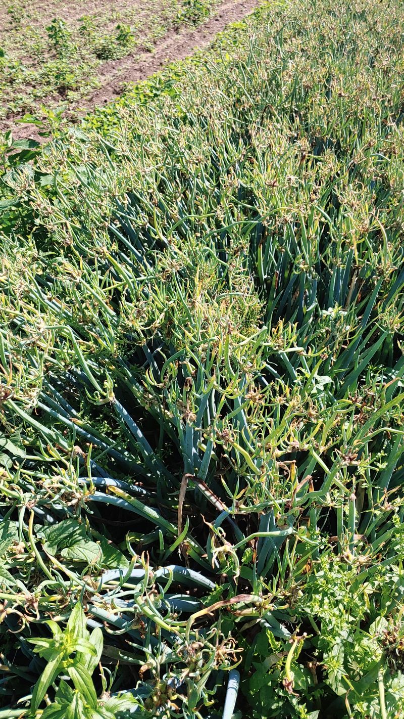 김제일주농장님의 장터 판매 상품 [삼동파 종구 판매 100g] 첨부 사진